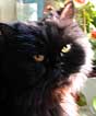photo du chat persan noir Boule.